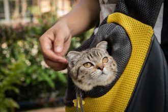 The Best Cat Backpacks
