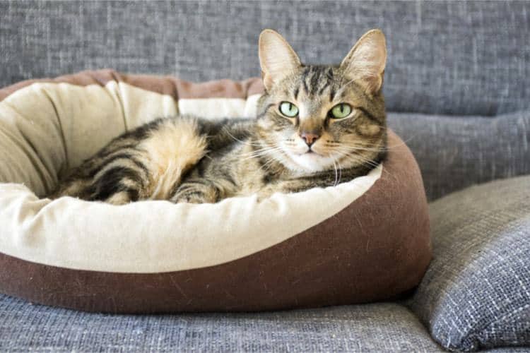 The Best Cat Beds