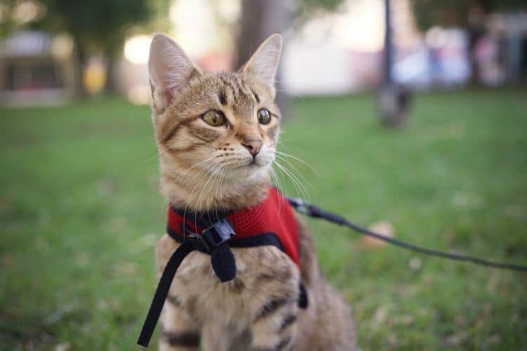 Cat with harness taking a walk in the park