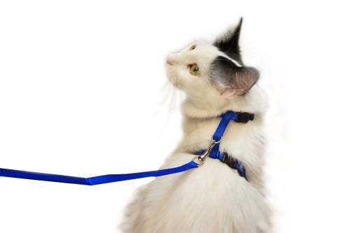 Juvale Cat Harness