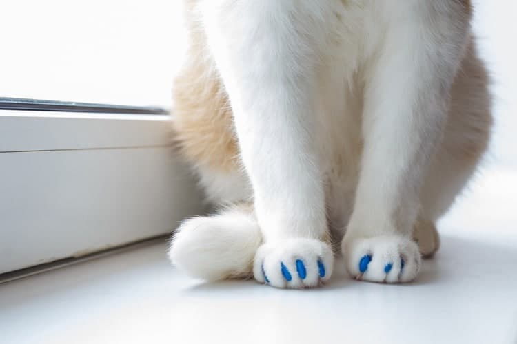 The Best Cat Nail Caps