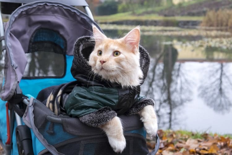The Best Cat Strollers