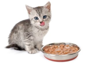 The Best Kitten Food