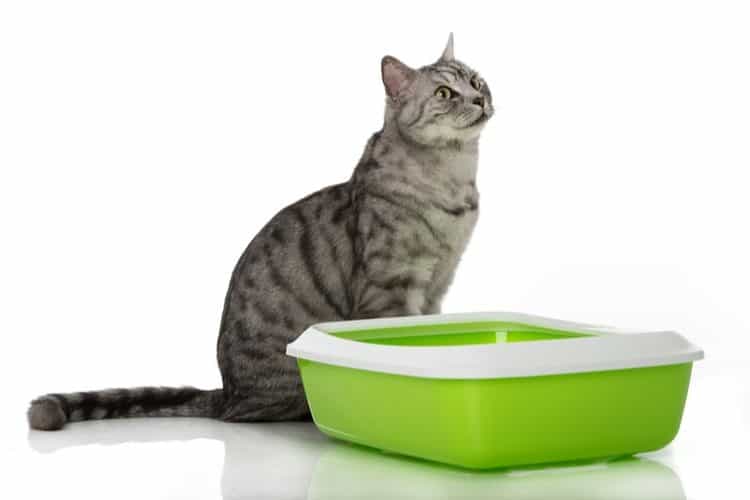 The Best Sifting Litter Boxes