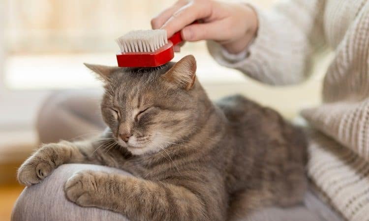 The Best Pet Hair Removers