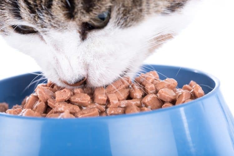 raw food diet for cats cheaper