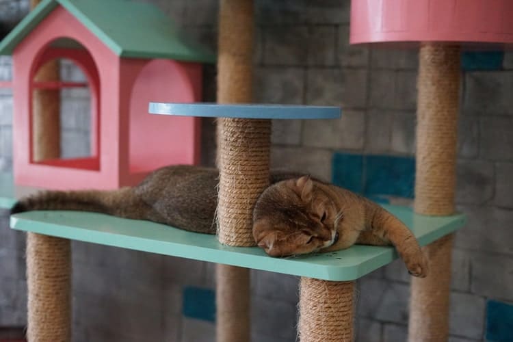 The Best Cat Playhouses