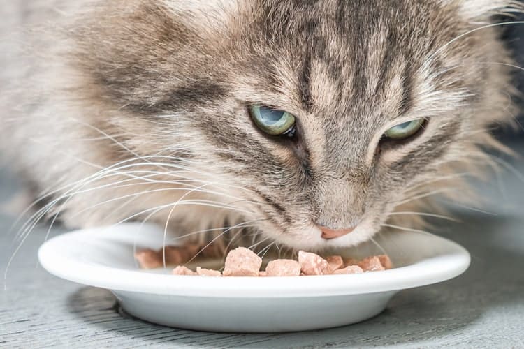The 25 Best Diabetic Cat Foods of 2020 Cat Life Today