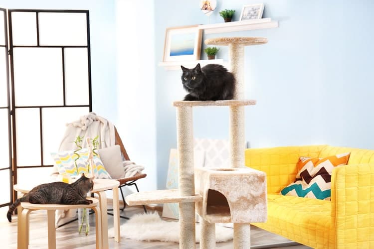 The Best Cat Trees for Large Cats