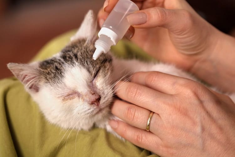 The 25 Best Cat Eye Drops of 2020 Cat Life Today