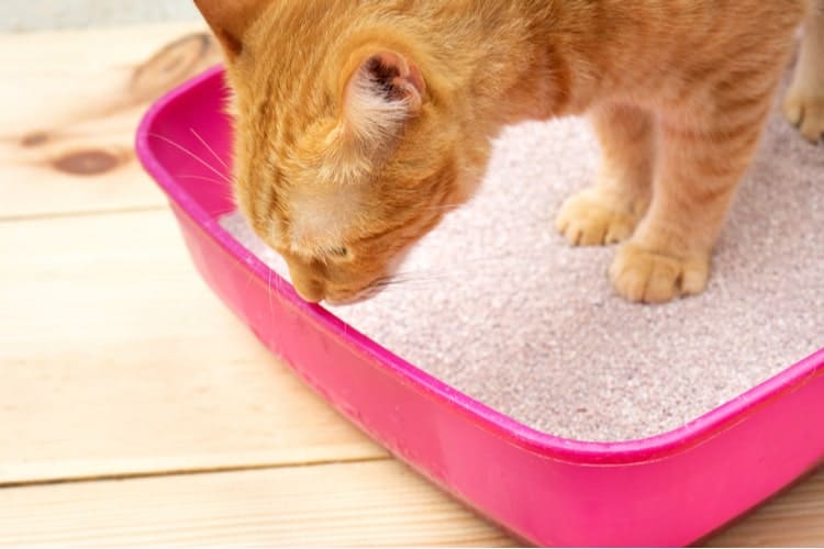 cat litter for odor control كيف تعود القطط الشيرازى على الحمام في 4 خطوات فقط! 1 كيف تعود القطط الشيرازى على الحمام في 4 خطوات فقط!