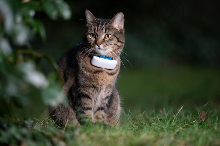The Best Cat GPS Trackers and Collars