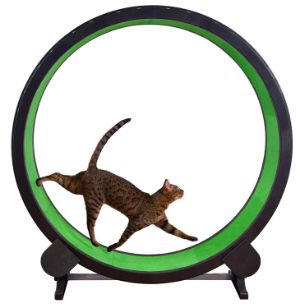 make your own cat wheel