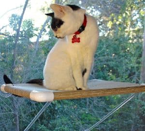 Ultimate Cat Perch