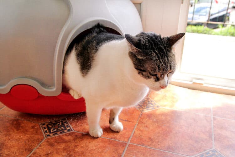The Best Automatic Cat Litter Boxes