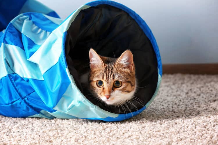 The Best Cat Tunnels