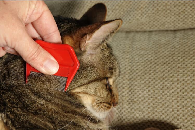 The 25 Best Flea Combs for Cats of 2020 Cat Life Today