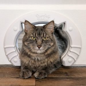 Purrfect Portal Cat Door
