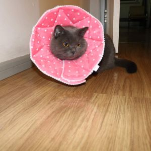 WZPET Adjustable Cat Cone