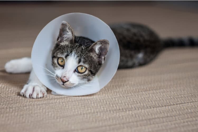 cloth cone for cats