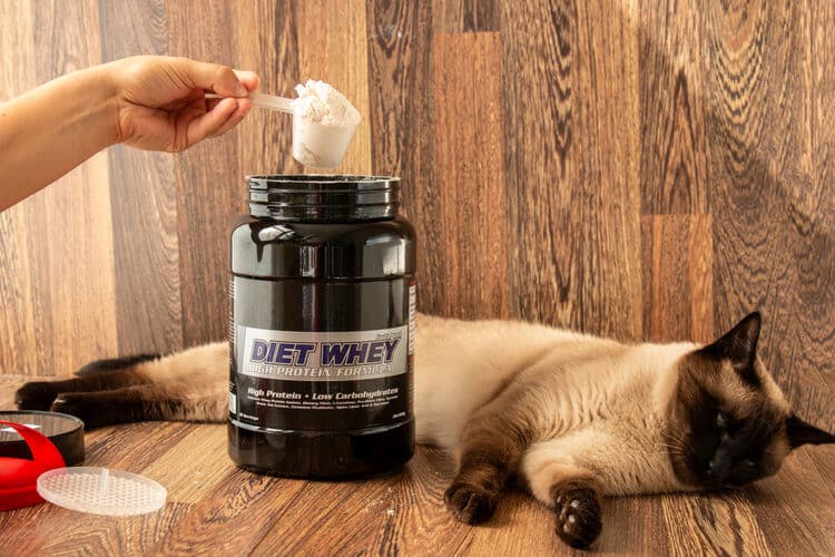 The Best Cat Weight Gain Supplements