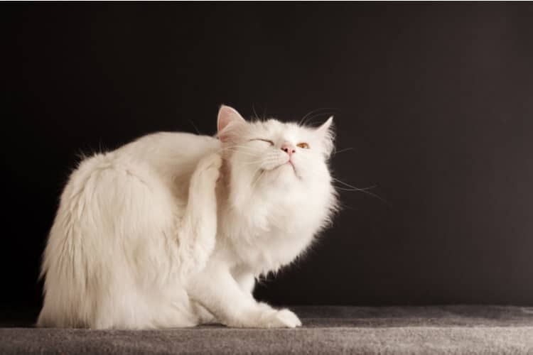 The Best Flea Powders for Cats