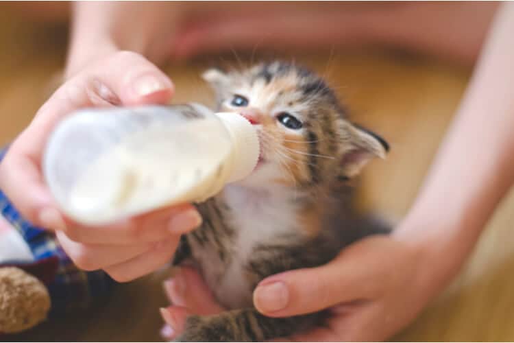 The Best Kitten Milk Replacers