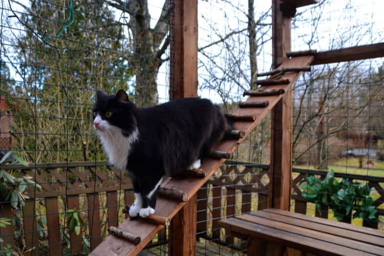 The Best Outdoor Cat Enclosures