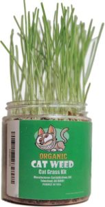 Cat Weed Organic Wheatgrass