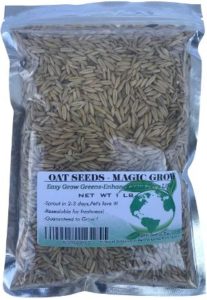 Rex Products Sweet Oat Grass