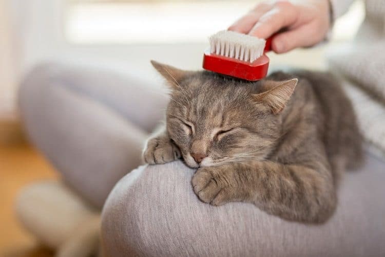 The Best Cat Brushes For Shedding
