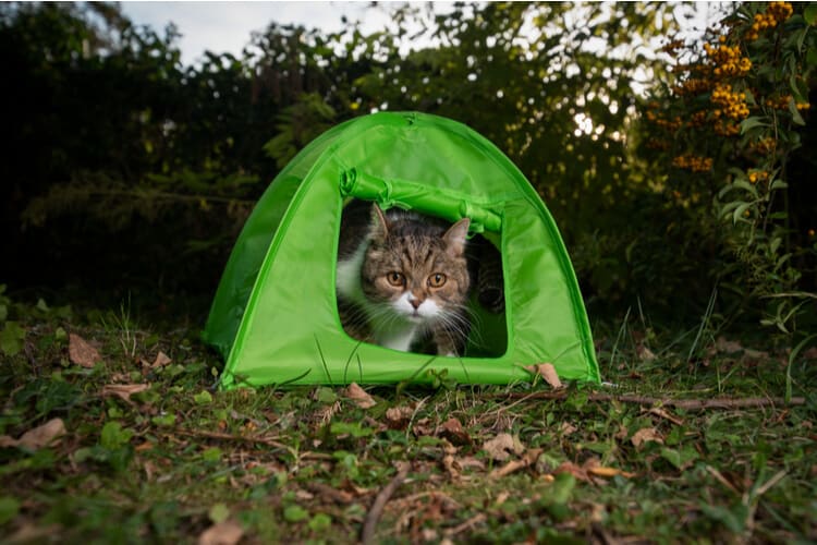 Portable Cat Playpen Outdoor Enclosures 4 in 1 Folding Play Tent Tunnel Cube Compound Pet House for Cat Puppy Dog Rabbit