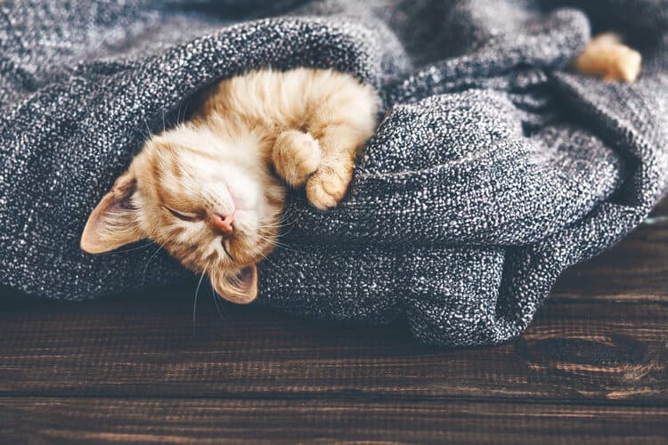 The Best Cat Blankets