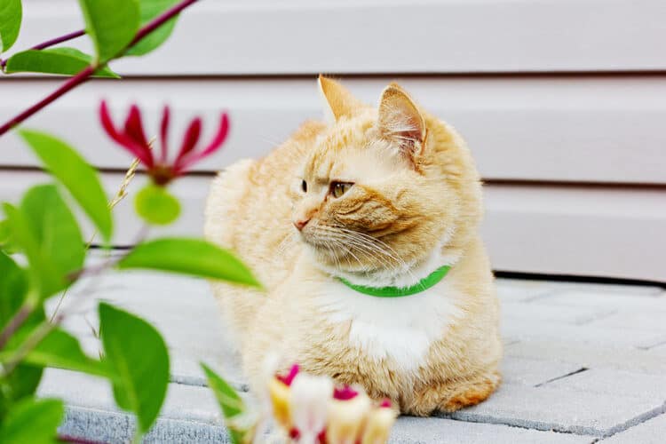 The Best Cat Calming Collars