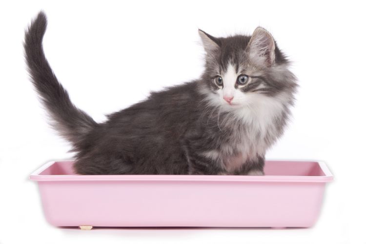 Small kitten in a pink litter tray