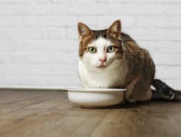 The Best Senior Cat Food for Older Cats