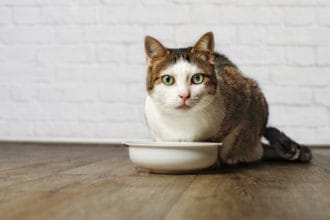 The Best Senior Cat Food for Older Cats